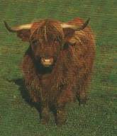 Highland Cattle